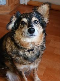 příloha