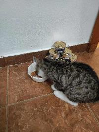 příloha