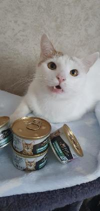 příloha
