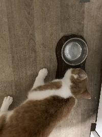příloha